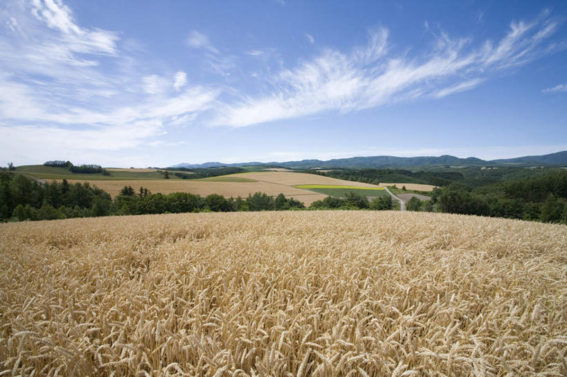 无人,农田,横图,全景,室外,白天,正面,旅游,度假,庄稼,农作物,草地,草坪,美景,秋季,树林,天际线,植物,北海道,日本,亚洲,一排,整齐,地平线,景观,云,云朵,辽阔,地面,云彩,娱乐,草,树,树木,排列,蓝色,绿色,白云,蓝天,天空,自然,天,享受,休闲,景色,放松,生长,晴朗,成长,一望无际,队列,自然风光,延伸,东亚,日本国,天地相交,北海道地方,北海道岛,美瑛町,美瑛,晴空,秋,秋天,彩图,耕地,庄稼田