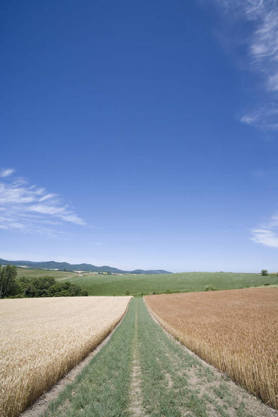 无人,农田,竖图,全景,室外,白天,正面,旅游,度假,庄稼,农作物,美景,天际线,道路,路,公路,北海道,日本,亚洲,地平线,景观,云,云朵,辽阔,分界线,地面,停车线,交通,云彩,娱乐,蓝色,白云,蓝天,天空,自然,天,享受,休闲,景色,放松,晴朗,车行道,车行道分界线,一望无际,自然风光,延伸,标线,东亚,车行线,日本国,天地相交,北海道地方,北海道岛,美瑛町,美瑛,晴空,马路,彩图,耕地,庄稼田