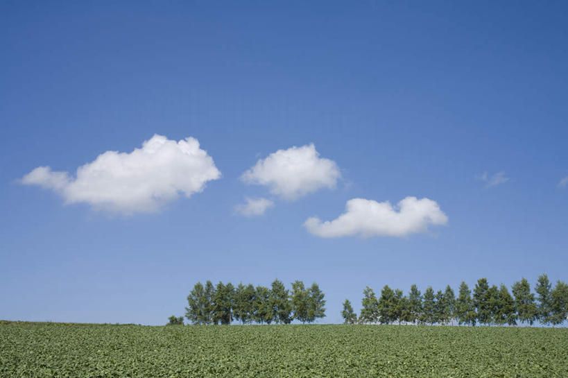 无人,农田,横图,室外,白天,仰视,旅游,度假,庄稼,农作物,草地,草坪,美景,树林,植物,北海道,日本,亚洲,一排,朦胧,模糊,整齐,景观,云,云朵,云彩,娱乐,草,树,树木,排列,蓝色,绿色,白云,蓝天,天空,自然,天,享受,休闲,景色,放松,生长,晴朗,成长,队列,自然风光,东亚,日本国,北海道地方,北海道岛,美瑛町,美瑛,晴空,彩图,低角度拍摄,耕地,庄稼田