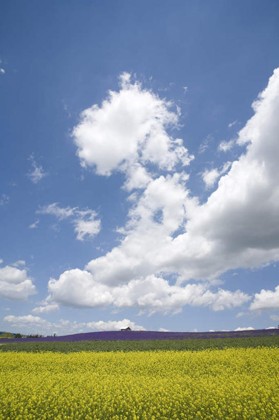 无人,农田,竖图,全景,室外,白天,仰视,旅游,度假,庄稼,农作物,草地,草坪,花海,花圃,美景,天际线,植物,叶子,北海道,日本,亚洲,许多,朦胧,模糊,盛开,地平线,景观,云,云朵,辽阔,地面,花蕾,云彩,娱乐,草,花,花瓣,花朵,花卉,鲜花,黄色,蓝色,绿色,白云,蓝天,天空,自然,花丛,花束,花田,天,花苞,花蕊,油菜花,享受,休闲,景色,放松,晴朗,一望无际,自然风光,延伸,东亚,日本国,天地相交,北海道地方,北海道岛,美瑛町,美瑛,晴空,彩图,低角度拍摄,耕地,庄稼田