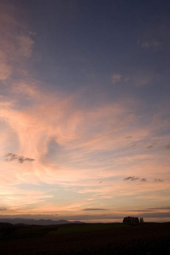 无人,农田,竖图,全景,室外,白天,仰视,旅游,度假,庄稼,农作物,美景,日落,天际线,植物,北海道,日本,亚洲,朦胧,模糊,地平线,景观,晚霞,霞光,落日,辽阔,地面,背光,娱乐,树,树木,绿色,天空,自然,黄昏,天,享受,休闲,景色,彩霞,放松,生长,成长,一望无际,自然风光,延伸,逆光,东亚,日本国,天地相交,北海道地方,北海道岛,美瑛町,美瑛,夕照,夕阳,彩图,低角度拍摄,耕地,庄稼田,斜阳