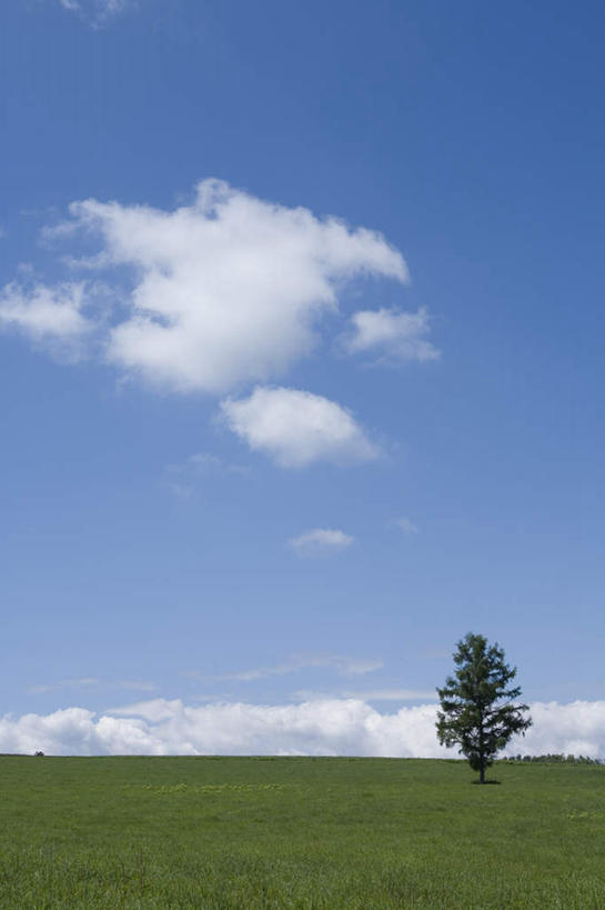 无人,农田,竖图,全景,室外,白天,仰视,旅游,度假,庄稼,农作物,美景,天际线,植物,北海道,日本,亚洲,一棵,朦胧,模糊,地平线,景观,云,云朵,辽阔,地面,云彩,娱乐,树,树木,蓝色,绿色,白云,蓝天,天空,自然,天,享受,休闲,景色,放松,生长,晴朗,成长,一望无际,自然风光,延伸,东亚,日本国,天地相交,北海道地方,北海道岛,美瑛町,美瑛,晴空,彩图,低角度拍摄,耕地,庄稼田