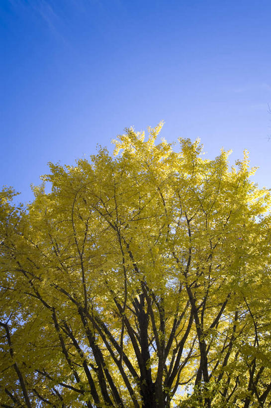 无人,竖图,室外,白天,仰视,植物,银杏树,叶子,朦胧,模糊,绿叶,树,树木,黄色,蓝色,绿色,蓝天,天空,自然,天,嫩叶,生长,晴朗,成长,万里无云,鸭脚树,叶,叶片,晴空,晴空万里,银杏,公孙树,白果,彩图,低角度拍摄
