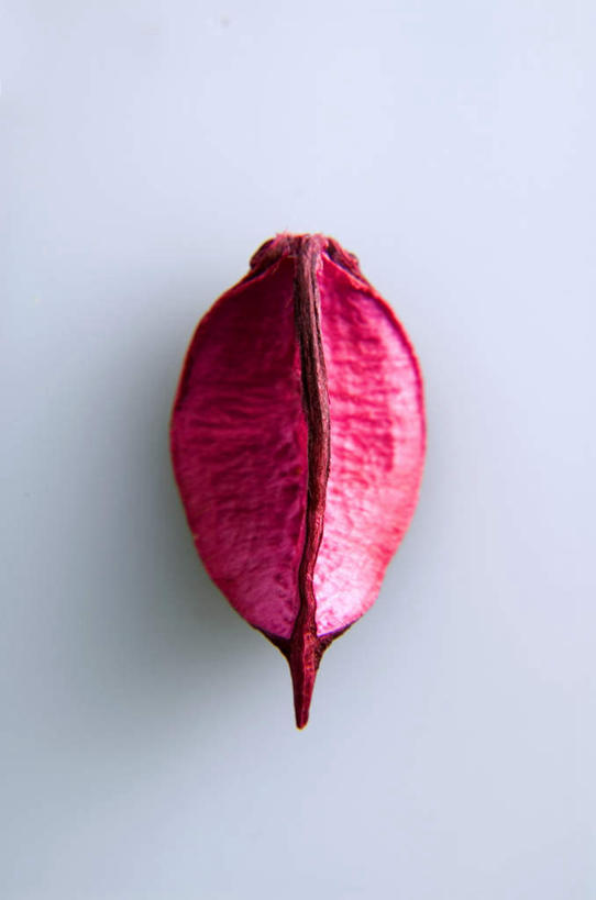 无人,竖图,俯视,室内,特写,白天,白色背景,朦胧,模糊,盛开,干燥,花蕾,花,花瓣,花朵,鲜花,一朵,红色,花苞,花蕊,摄影,影棚,干,彩图,高角度拍摄,影棚拍摄,拍摄