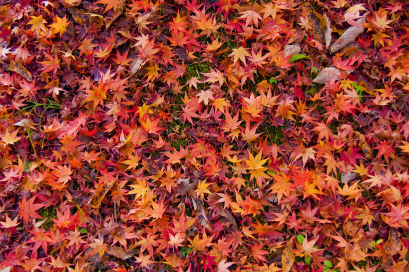 无人,横图,俯视,室外,白天,旅游,度假,美景,叶子,日本,亚洲,许多,朦胧,模糊,景观,枫叶,枯叶,落叶,娱乐,黄色,红色,自然,享受,休闲,景色,放松,枫树叶,自然风光,东亚,本州,茨城,茨城县,关东地方,本州岛,日本国,叶,叶片,彩图,高角度拍摄