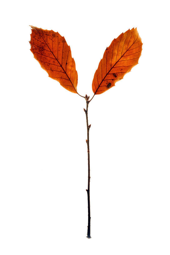 无人,竖图,室内,特写,白天,白色背景,正面,秋季,叶子,两片,朦胧,模糊,枯叶,落叶,红色,摄影,影棚,叶,叶片,秋,秋天,彩图,影棚拍摄,拍摄