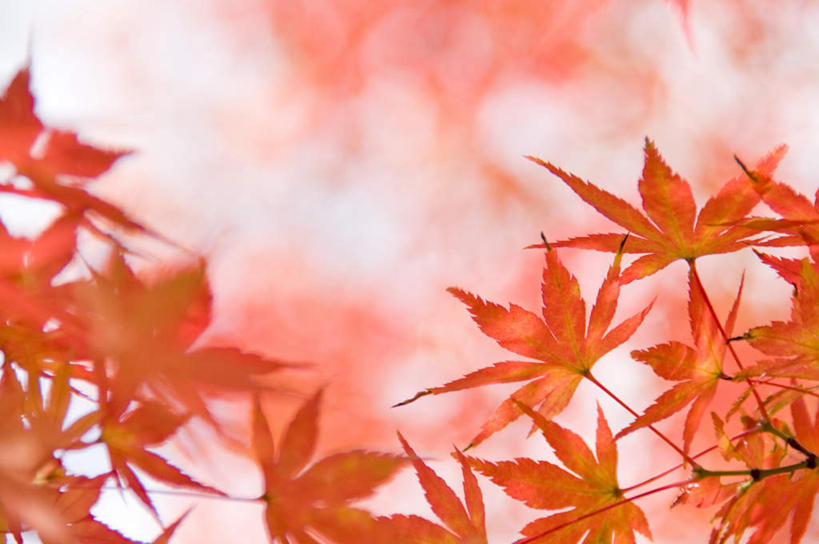 无人,横图,室外,特写,白天,正面,旅游,度假,美景,静物,叶子,许多,朦胧,模糊,景观,枫叶,枯叶,落叶,娱乐,黄色,红色,自然,享受,休闲,景色,放松,枫树叶,自然风光,叶,叶片,彩图