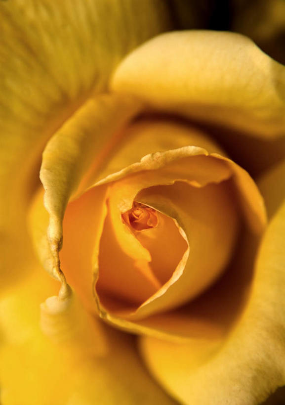 无人,竖图,室内,特写,白天,正面,爱情,幸福,纯洁,热情,玫瑰,朦胧,模糊,盛开,玫瑰花,浪漫,花蕾,花,花瓣,花朵,鲜花,一朵,黄色,花苞,花蕊,温暖,温馨,恩爱,摄影,影棚,和睦,感动,尊敬,天真,刺玫花,徘徊花,彩图,影棚拍摄,拍摄,融洽