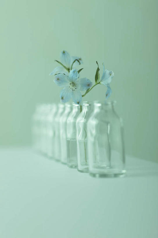 无人,竖图,室内,白天,正面,餐桌,桌子,静物,三朵,一排,许多,朦胧,模糊,整齐,盛开,花蕾,玻璃制品,酒瓶,花,花瓣,花朵,鲜花,排列,蓝色,玻璃瓶,瓶子,花苞,花蕊,摄影,影棚,餐台,队列,彩图,影棚拍摄,拍摄