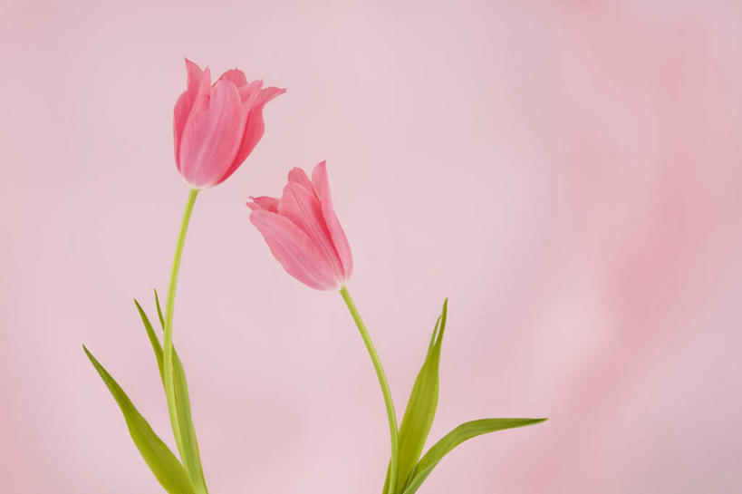 无人,横图,室内,特写,白天,正面,郁金香,叶子,粉色背景,朦胧,模糊,盛开,绿叶,花蕾,花,花瓣,花朵,鲜花,两朵,粉色,花苞,花蕊,嫩叶,摄影,影棚,叶,叶片,郁香,洋荷花,草麝香,彩图,影棚拍摄,拍摄