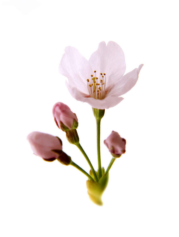 无人,竖图,俯视,室内,特写,白天,白色背景,樱花,朦胧,模糊,盛开,花蕾,花,花瓣,花朵,鲜花,一朵,白色,花苞,花蕊,摄影,影棚,仙樱花,福岛樱,青肤樱,荆桃,彩图,高角度拍摄,影棚拍摄,拍摄