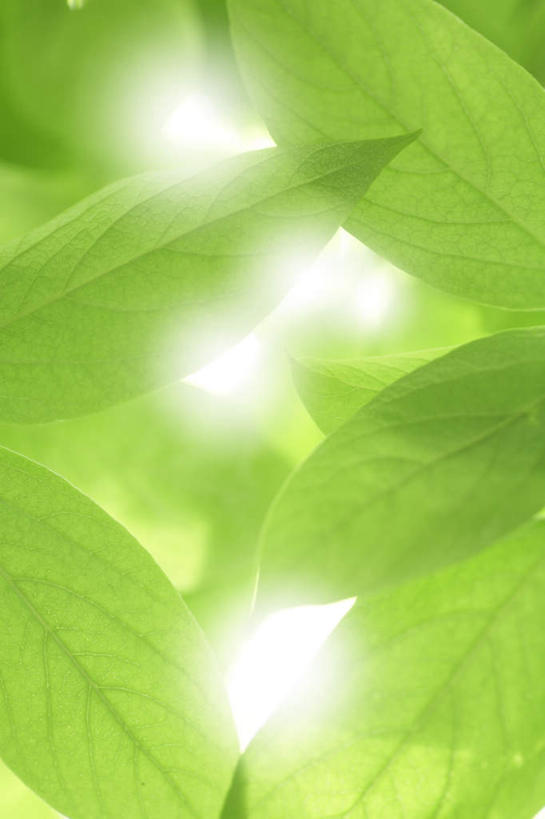 无人,竖图,室外,特写,白天,正面,植物,叶子,阴影,朦胧,模糊,光线,纹理,影子,灯光,绿叶,背光,树,树木,绿色,自然,嫩叶,生长,成长,逆光,肌理,叶,叶片,叶脉,彩图