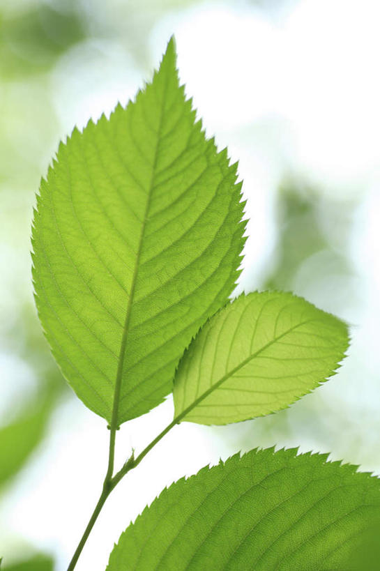 无人,竖图,室外,特写,白天,正面,植物,叶子,许多,朦胧,模糊,纹理,绿叶,绿色,嫩叶,肌理,叶,叶片,叶脉,彩图