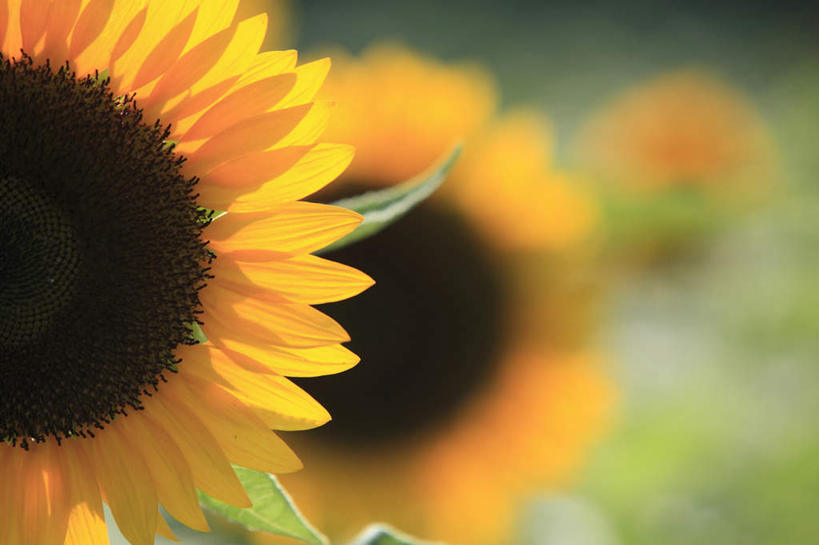 无人,横图,室外,特写,白天,正面,旅游,度假,美景,向日葵,朦胧,模糊,盛开,景观,花蕾,娱乐,花,花瓣,花朵,鲜花,两朵,自然,花苞,花蕊,享受,休闲,景色,放松,自然风光,朝阳花,葵花,望日莲,向阳花,转日莲,彩图