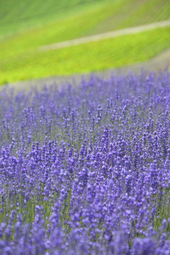无人,家庭,竖图,俯视,室外,白天,旅游,度假,智慧,草地,草坪,花海,花圃,美景,植物,叶子,北海道,日本,亚洲,朦胧,模糊,盛开,景观,花蕾,娱乐,草,花,花瓣,花朵,花卉,鲜花,绿色,紫色,自然,花丛,花束,花田,花苞,花蕊,享受,休闲,景色,放松,鼠尾草,自然风光,东亚,日本国,北海道地方,北海道岛,美瑛町,琴柱草,理性,美瑛,彩图,高角度拍摄