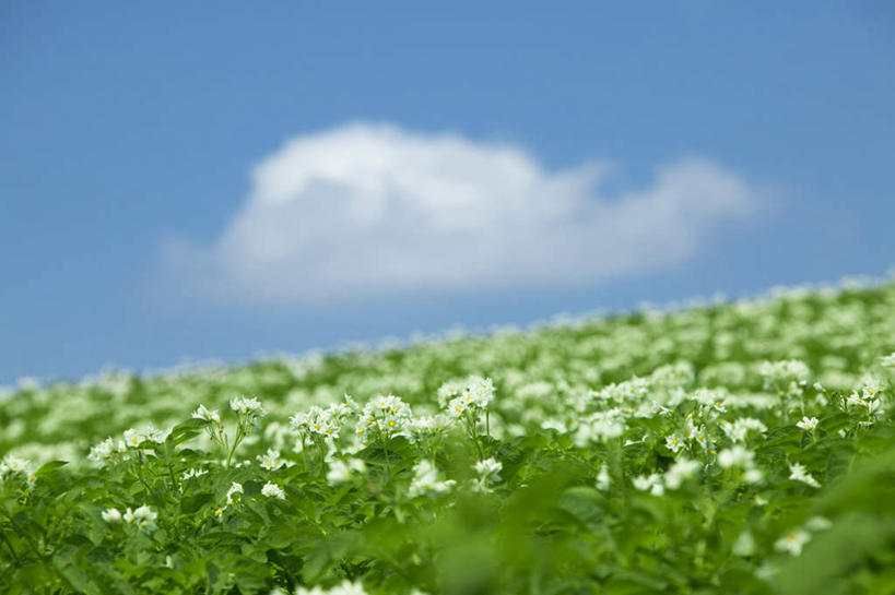 无人,农田,横图,室外,白天,正面,旅游,度假,庄稼,农作物,草地,草坪,美景,植物,北海道,日本,亚洲,许多,朦胧,模糊,盛开,景观,云,云朵,花蕾,云彩,娱乐,草,花,花瓣,花朵,鲜花,蓝色,绿色,白色,白云,蓝天,天空,自然,天,花苞,花蕊,享受,休闲,景色,放松,晴朗,自然风光,东亚,日本国,北海道地方,北海道岛,美瑛町,美瑛,晴空,彩图,耕地,庄稼田