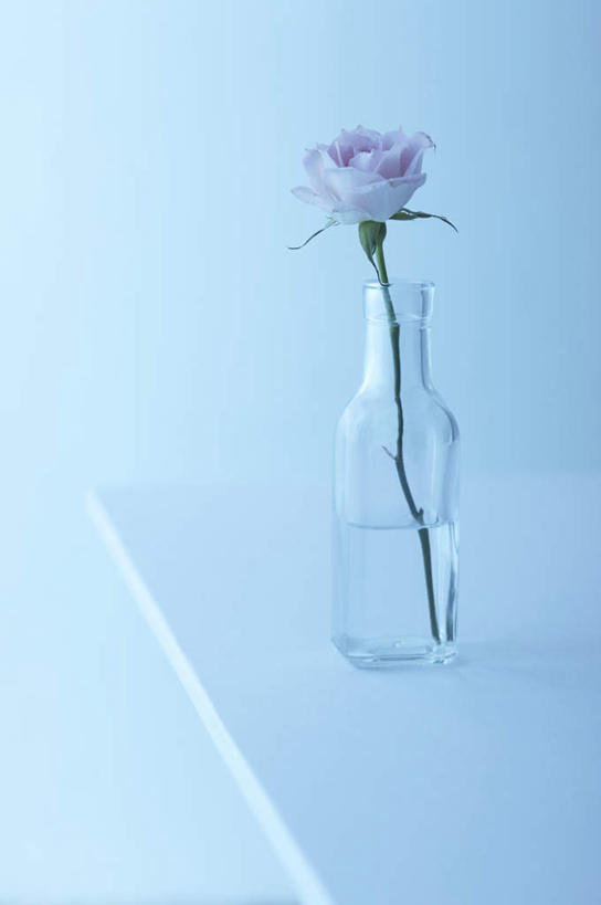 无人,竖图,室内,特写,白天,白色背景,正面,爱情,幸福,纯洁,热情,玫瑰,朦胧,模糊,盛开,罐子,玫瑰花,浪漫,花蕾,玻璃制品,花,花瓣,花朵,鲜花,一朵,粉色,玻璃瓶,瓶子,花苞,花蕊,温暖,温馨,恩爱,摄影,影棚,和睦,感动,尊敬,天真,刺玫花,徘徊花,彩图,影棚拍摄,拍摄,融洽