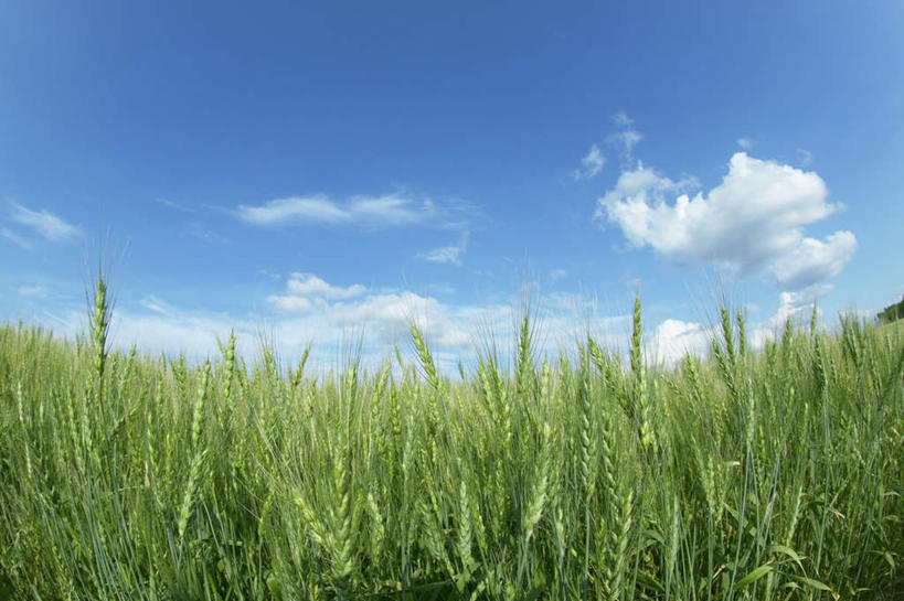 无人,农田,横图,室外,白天,仰视,旅游,度假,庄稼,农作物,小麦,美景,山,山脉,北海道,日本,亚洲,朦胧,模糊,景观,山峰,云,云朵,谷物,山峦,云彩,娱乐,蓝色,白云,蓝天,天空,自然,群山,天,享受,休闲,稻谷,稻子,景色,放松,麦子,晴朗,自然风光,东亚,日本国,北海道地方,北海道岛,美瑛町,美瑛,晴空,彩图,低角度拍摄,耕地,庄稼田