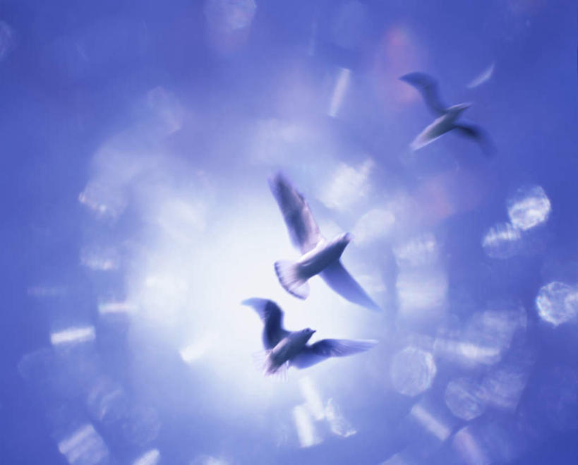 无人,横图,室内,白天,正面,数码,科技,鸽子,鸟,阴影,紫色背景,朦胧,梦幻,模糊,发光,光束,网络,鸟类,光亮,高光,几何,计算机图形,合成,电脑合成图,数码合成图,未来,发亮,和平,憧憬,写实,具体,具象,彩图