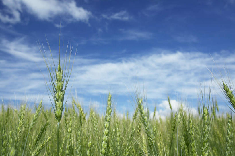 无人,农田,横图,室外,白天,正面,旅游,度假,庄稼,农作物,小麦,美景,北海道,日本,亚洲,朦胧,模糊,景观,云,云朵,谷物,云彩,娱乐,蓝色,白云,蓝天,天空,自然,天,享受,休闲,稻谷,稻子,景色,放松,麦子,晴朗,自然风光,东亚,日本国,北海道地方,北海道岛,美瑛町,美瑛,晴空,彩图,耕地,庄稼田