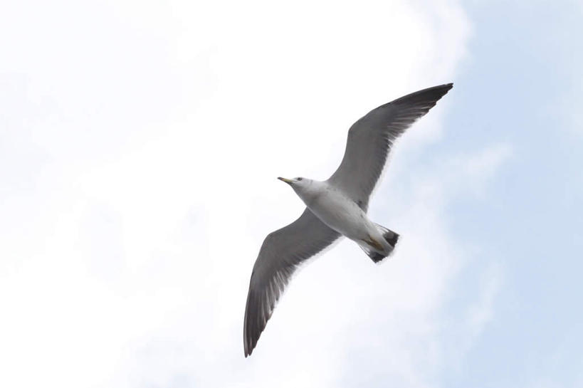 无人,横图,室外,白天,仰视,旅游,度假,美景,海鸥,鸟,飞翔,朦胧,模糊,飞行,鸟类,景观,云,云朵,云彩,娱乐,飞,一只,蓝色,白云,蓝天,天空,自然,天,享受,休闲,景色,放松,晴朗,自然风光,晴空,彩图,低角度拍摄,全身