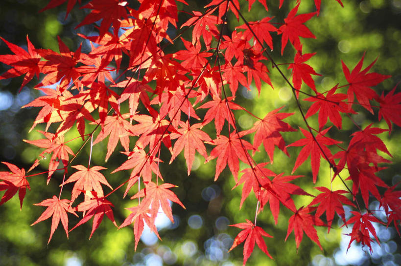 无人,横图,室外,白天,正面,旅游,度假,美景,叶子,许多,阴影,朦胧,模糊,光线,影子,景观,枫叶,枯叶,落叶,娱乐,黄色,红色,阳光,自然,享受,休闲,景色,放松,枫树叶,自然风光,叶,叶片,彩图