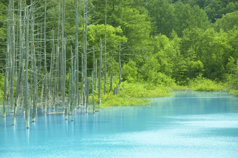 无人,横图,室外,白天,正面,旅游,度假,草地,草坪,河流,美景,树林,水,植物,北海道,日本,亚洲,一排,许多,朦胧,模糊,整齐,河水,景观,水流,娱乐,草,树,树木,排列,绿色,自然,享受,休闲,景色,放松,生长,成长,队列,自然风光,东亚,日本国,北海道地方,北海道岛,美瑛町,美瑛,彩图