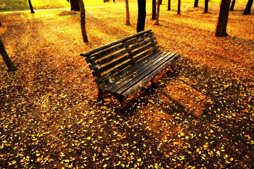 无人,横图,俯视,室外,白天,旅游,度假,美景,秋季,树林,植物,叶子,椅子,日本,亚洲,朦胧,模糊,木椅,景观,枯叶,落叶,娱乐,树,树木,绿色,自然,享受,休闲,景色,放松,大阪,生长,成长,自然风光,东亚,本州,大阪府,本州岛,日本国,近畿地方,近畿,叶,叶片,秋,秋天,彩图,高角度拍摄