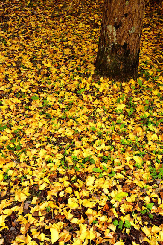 无人,竖图,俯视,室外,白天,旅游,度假,草地,草坪,美景,植物,叶子,日本,亚洲,阴影,光线,影子,景观,枯叶,落叶,娱乐,草,树,树木,绿色,阳光,自然,享受,休闲,景色,放松,大阪,生长,成长,自然风光,东亚,本州,大阪府,本州岛,日本国,近畿地方,近畿,叶,叶片,彩图,高角度拍摄