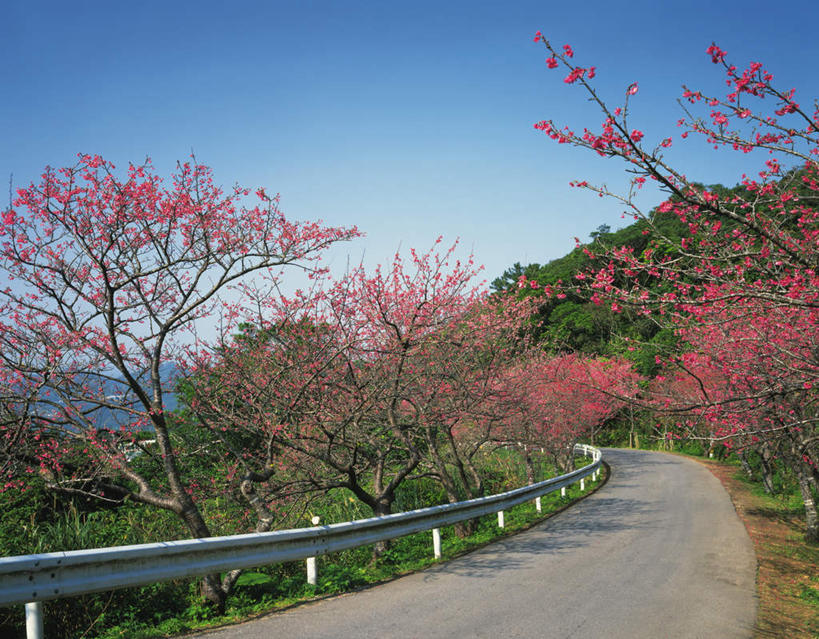 无人,栏杆,横图,室外,白天,正面,旅游,度假,草地,草坪,美景,植物,道路,路,樱花,日本,亚洲,阴影,盛开,光线,影子,景观,围栏,小路,交通,花蕾,娱乐,冲绳,护栏,草,花,花瓣,花朵,鲜花,树,树木,粉色,蓝色,绿色,蓝天,天空,阳光,自然,天,花苞,花蕊,享受,休闲,景色,放松,乡间小路,生长,晴朗,成长,冲绳县,自然风光,东亚,万里无云,琉球群岛,日本国,九州地方,仙樱花,福岛樱,青肤樱,晴空,晴空万里,荆桃,彩图