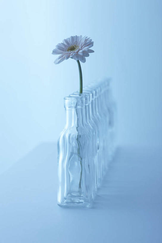 无人,竖图,俯视,室内,白天,桌面,一排,许多,阴影,整齐,盛开,透明,光线,罐子,影子,墙,非洲雏菊,玛格丽特,花蕾,墙壁,墙面,玻璃制品,雏菊,花,花瓣,花朵,鲜花,排列,一朵,粉色,阳光,玻璃瓶,瓶子,花苞,花蕊,菊花,队列,延命菊,幸福花,春菊,马兰头花,彩图,高角度拍摄