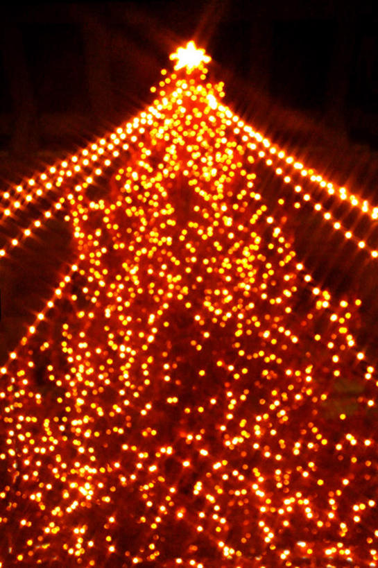 无人,竖图,室外,夜晚,仰视,旅游,度假,植物,圣诞节,阴影,节日,庆祝,装饰,光线,彩灯,影子,灯光,圣诞树,文化,娱乐,树,树木,绿色,自然,庆典,享受,休闲,橙色,放松,生长,成长,纪念,华丽,修饰,点缀,衬托,美观,雅致,雅观,彩图,低角度拍摄