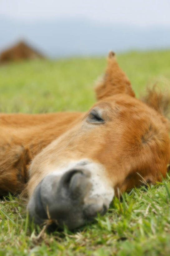 无人,闭眼,睡,竖图,俯视,室外,特写,白天,旅游,度假,草地,草坪,美景,植物,野生动物,日本,亚洲,阴影,朦胧,模糊,光线,影子,景观,扭头,娱乐,草,一只,黄色,绿色,阳光,自然,动物,趴着,转头,享受,休闲,景色,放松,可爱,活泼,自然风光,东亚,驹,日本国,九州本岛,九州,九州岛,九州地方,宫崎,宫崎县,闭眼睛,闭着眼,闭着眼睛,困,困觉,趴,寝息,睡觉,半身,彩图,高角度拍摄