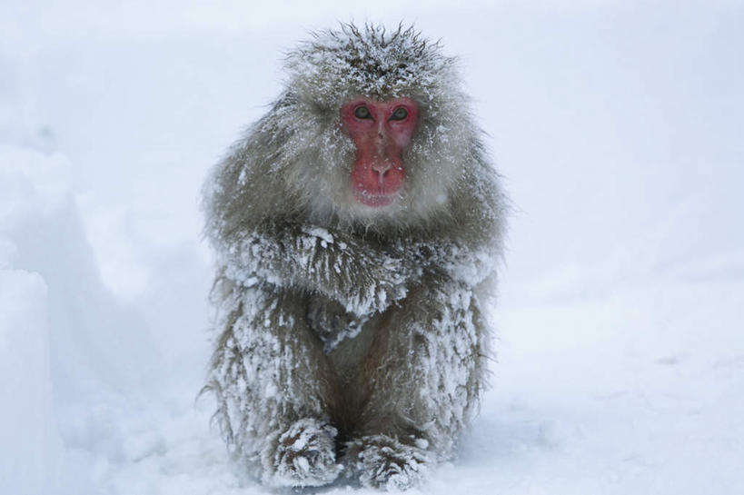 无人,坐,双手交叉,横图,室外,白天,正面,旅游,度假,雪,大雪,野生动物,猴子,长野县,日本,亚洲,积雪,雪景,冬季,冬天,注视,娱乐,一只,动物,观察,看,享受,休闲,放松,寒冷,可爱,活泼,观看,察看,双手抱胸,关注,猕猴,东亚,日本猕猴,本州,本州岛,日本国,中部地方,长野,严寒,坐着,彩图,全身