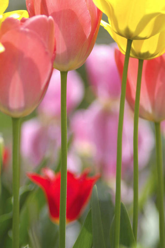 无人,竖图,室外,特写,白天,正面,爱情,旅游,度假,幸福,纯洁,热情,美景,玫瑰,叶子,许多,阴影,朦胧,模糊,盛开,光线,影子,景观,绿叶,玫瑰花,浪漫,花蕾,娱乐,花,花瓣,花朵,鲜花,黄色,红色,阳光,自然,花苞,花蕊,享受,休闲,温暖,温馨,嫩叶,景色,恩爱,放松,和睦,自然风光,感动,尊敬,天真,刺玫花,徘徊花,叶,叶片,彩图,融洽