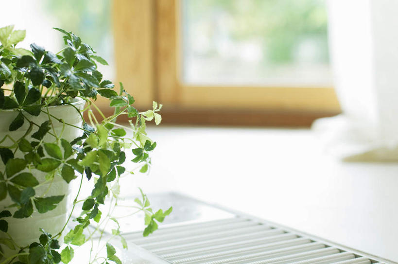 无人,客厅,横图,室内,特写,白天,正面,植物,窗户,桌面,阴影,朦胧,模糊,光线,盆栽,影子,墙,长春藤,常春藤,盆景,玻璃窗,墙壁,墙面,树,树木,一个,绿色,阳光,自然,生长,单个,成长,起居室,永恒,不朽,忠实,洋常春藤,彩图,常青藤