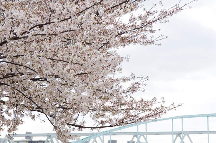 无人,栏杆,横图,室外,白天,正面,旅游,度假,河流,美景,山,山脉,水,植物,樱花,许多,阴影,盛开,光线,影子,河水,景观,山峰,水流,围栏,山峦,花蕾,娱乐,护栏,花,花瓣,花朵,鲜花,树,树木,粉色,绿色,阳光,自然,群山,花苞,花蕊,享受,休闲,景色,放松,生长,成长,自然风光,仙樱花,福岛樱,青肤樱,荆桃,彩图