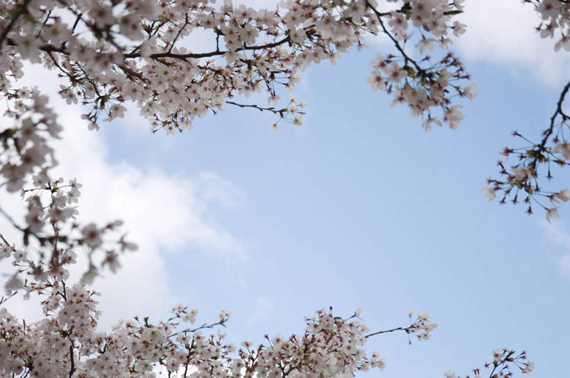 无人,横图,室外,白天,仰视,旅游,度假,美景,植物,樱花,阴影,盛开,光线,影子,景观,云,云朵,花蕾,云彩,娱乐,花,花瓣,花朵,鲜花,树,树木,粉色,蓝色,绿色,白云,蓝天,天空,阳光,自然,天,花苞,花蕊,享受,休闲,景色,放松,生长,成长,自然风光,仙樱花,福岛樱,青肤樱,荆桃,彩图,低角度拍摄