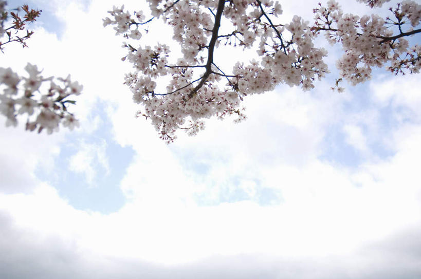 无人,横图,室外,白天,仰视,旅游,度假,美景,植物,樱花,阴影,盛开,光线,影子,景观,云,云朵,花蕾,云彩,娱乐,花,花瓣,花朵,鲜花,树,树木,粉色,蓝色,绿色,白云,蓝天,天空,阳光,自然,天,花苞,花蕊,享受,休闲,景色,放松,生长,成长,自然风光,仙樱花,福岛樱,青肤樱,荆桃,彩图,低角度拍摄