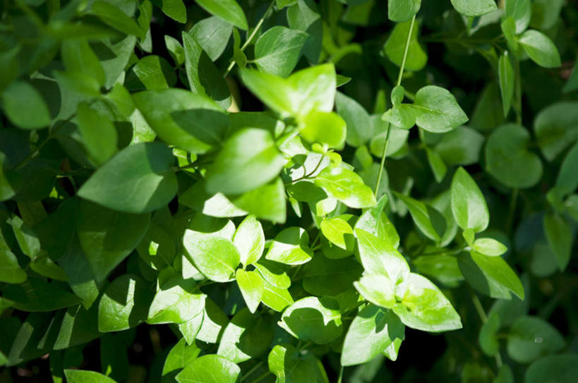 无人,横图,俯视,室外,特写,白天,旅游,度假,美景,叶子,许多,阴影,朦胧,模糊,光线,影子,景观,绿叶,娱乐,绿色,阳光,自然,享受,休闲,嫩叶,景色,放松,自然风光,叶,叶片,彩图,高角度拍摄