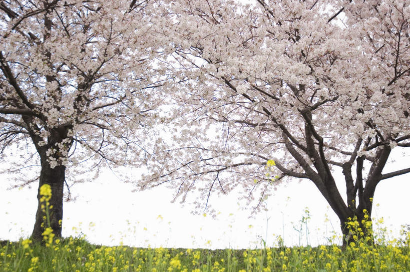 无人,横图,室外,白天,正面,旅游,度假,草地,草坪,美景,植物,樱花,阴影,盛开,光线,影子,景观,花蕾,娱乐,草,花,花瓣,花朵,鲜花,树,树木,粉色,蓝色,绿色,蓝天,天空,阳光,自然,天,花苞,花蕊,享受,休闲,景色,放松,生长,成长,自然风光,仙樱花,福岛樱,青肤樱,荆桃,彩图