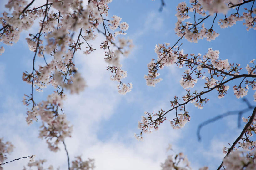 横图,室外,白天,仰视,旅游,度假,美景,植物,樱花,阴影,盛开,光线,影子,景观,云,云朵,花蕾,云彩,娱乐,花,花瓣,花朵,鲜花,树,树木,粉色,蓝色,绿色,白云,蓝天,天空,阳光,自然,天,花苞,花蕊,享受,休闲,景色,放松,生长,成长,自然风光,仙樱花,福岛樱,青肤樱,荆桃,半身,彩图,低角度拍摄