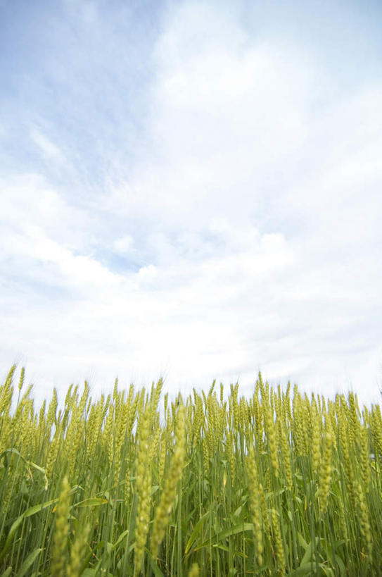 无人,农田,竖图,室外,白天,正面,旅游,度假,庄稼,农作物,小麦,草地,草坪,美景,植物,阴影,光线,影子,景观,云,云朵,谷物,云彩,娱乐,草,蓝色,绿色,白云,蓝天,天空,阳光,自然,天,享受,休闲,稻谷,稻子,景色,放松,麦子,自然风光,彩图,耕地,庄稼田