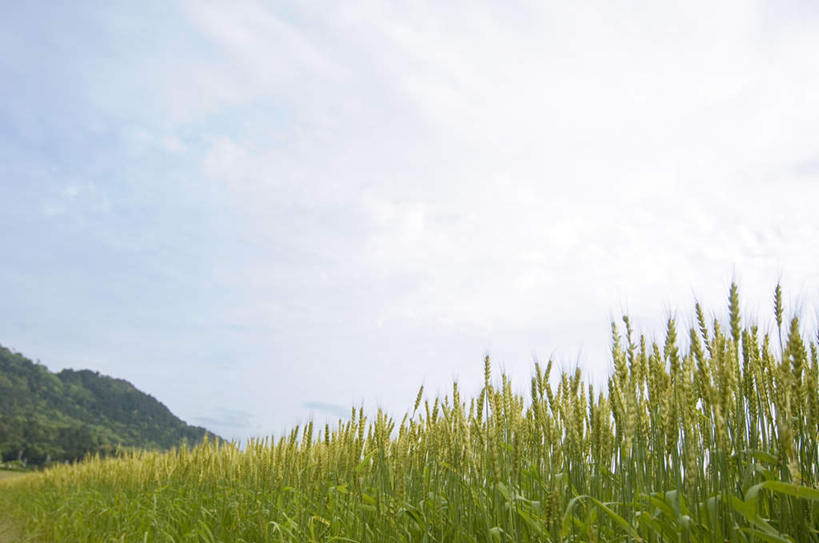 无人,农田,横图,室外,白天,正面,旅游,度假,庄稼,农作物,小麦,草地,草坪,美景,植物,阴影,光线,影子,景观,云,云朵,谷物,云彩,娱乐,草,树,树木,蓝色,绿色,白云,蓝天,天空,阳光,自然,天,享受,休闲,稻谷,稻子,景色,放松,麦子,生长,成长,自然风光,彩图,耕地,庄稼田