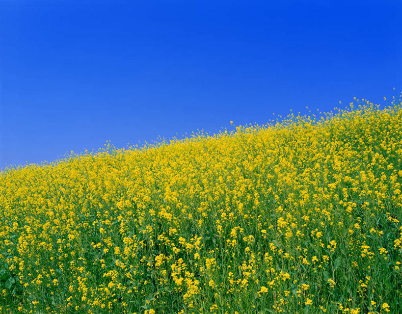 无人,横图,室外,白天,正面,旅游,度假,草地,草坪,花海,花圃,美景,植物,叶子,许多,阴影,盛开,光线,影子,景观,花蕾,娱乐,草,花,花瓣,花朵,花卉,鲜花,黄色,蓝色,绿色,蓝天,天空,阳光,自然,花丛,花束,花田,天,花苞,花蕊,油菜花,享受,休闲,景色,放松,晴朗,自然风光,万里无云,晴空,晴空万里,彩图