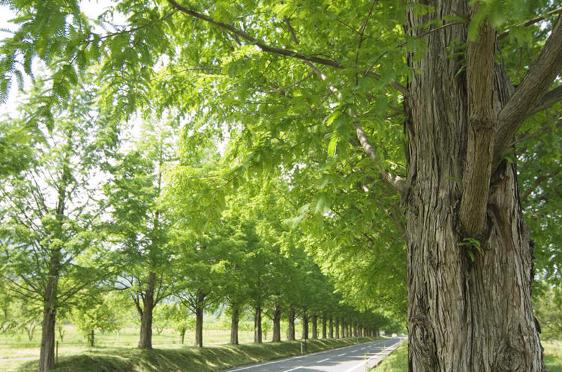 无人,横图,室外,白天,正面,旅游,度假,草地,草坪,美景,植物,道路,路,一排,阴影,整齐,光线,影子,景观,小路,交通,娱乐,草,树,树木,排列,绿色,阳光,自然,享受,休闲,景色,放松,乡间小路,生长,成长,队列,自然风光,彩图