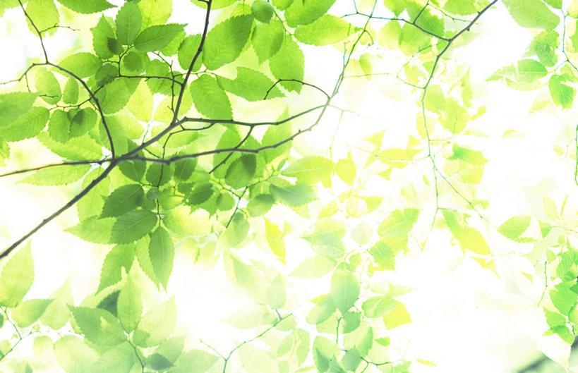 无人,横图,室外,白天,仰视,旅游,度假,美景,植物,叶子,阴影,光线,影子,景观,绿叶,娱乐,树,树木,蓝色,绿色,蓝天,天空,阳光,自然,天,享受,休闲,嫩叶,景色,放松,遮,遮掩,生长,成长,掩盖,遮挡,自然风光,遮盖,掩饰,叶,叶片,彩图,低角度拍摄