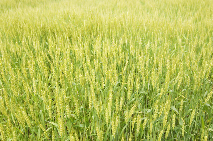 无人,农田,横图,俯视,室外,白天,旅游,度假,庄稼,农作物,小麦,草地,草坪,美景,植物,阴影,光线,影子,景观,谷物,娱乐,草,绿色,阳光,自然,享受,休闲,稻谷,稻子,景色,放松,麦子,自然风光,彩图,高角度拍摄,耕地,庄稼田