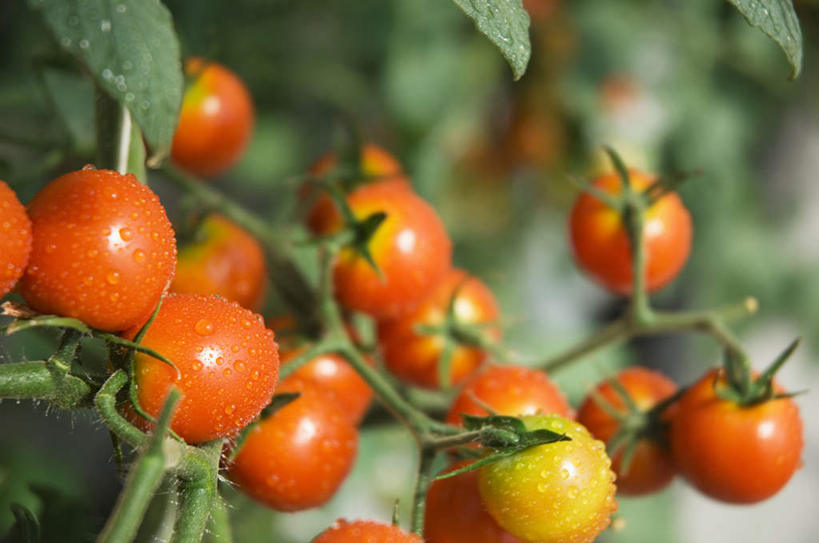 无人,横图,室外,特写,白天,正面,蔬菜,西红柿,叶子,许多,新鲜,食品,绿叶,食物,嫩叶,有机食品,绿色食品,叶,叶片,樱桃番茄,圣女果,番茄,彩图