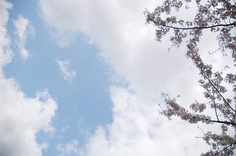 无人,横图,室外,白天,仰视,旅游,度假,美景,樱花,许多,盛开,景观,云,云朵,樱花树,花蕾,云彩,娱乐,花,花瓣,花朵,鲜花,蓝色,白色,白云,蓝天,天空,自然,天,花苞,花蕊,享受,休闲,景色,放松,晴朗,自然风光,仙樱花,福岛樱,青肤樱,晴空,荆桃,彩图,低角度拍摄